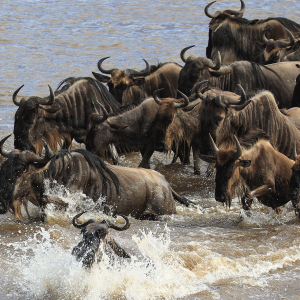 7 Days Rwanda Gorillas and Masai Mara Safari