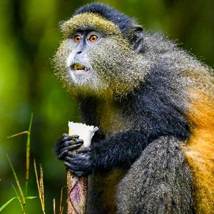 Golden monkey trekking in Uganda