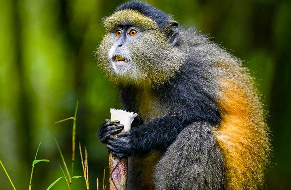 golden monkeys in uganda.