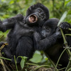 3 days Uganda gorilla trek in Bwindi NP