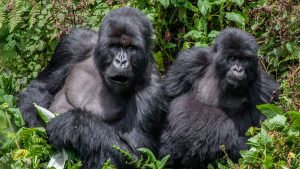 6 days double gorilla trekking in Rwanda and Uganda