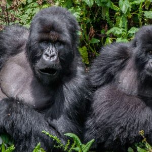 6 Days double gorilla trekking in Rwanda and Uganda