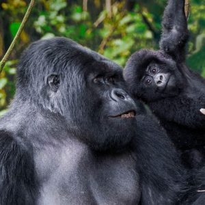 10 days Uganda-Rwanda safari