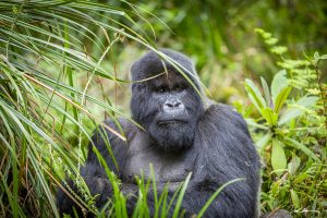 8 days gorilla circuit in Uganda and Rwanda