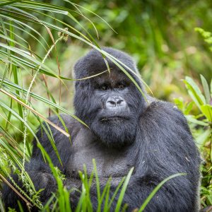 8 days Gorilla circuit in Uganda, and Rwanda