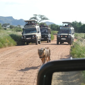 game driving in murchison falls national park.