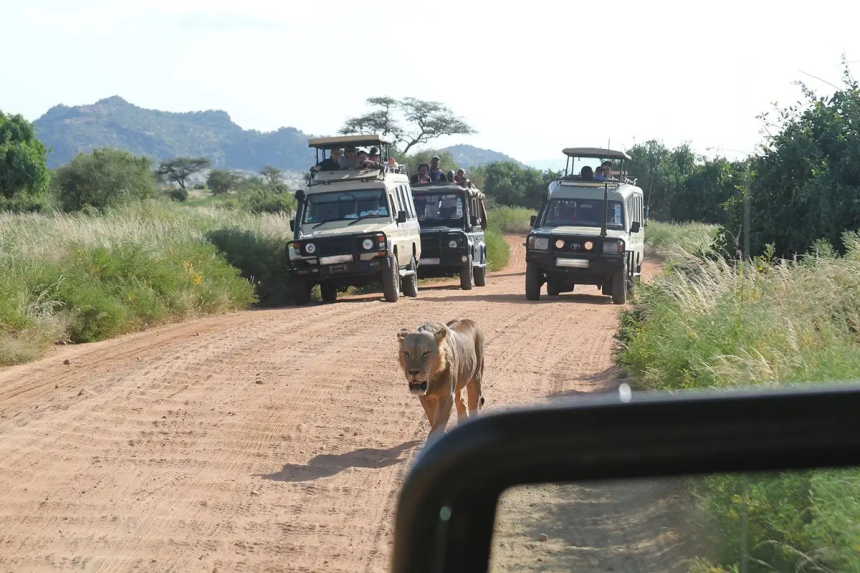 game driving in murchison falls national park.