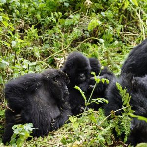 6 days Uganda gorillas and wildlife safaris