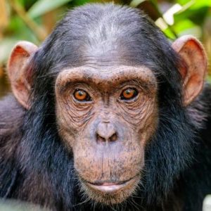 3 days chimp trekking tour in Rwanda