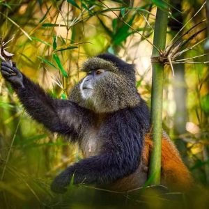 4 days gorillas and golden monkeys in Rwanda