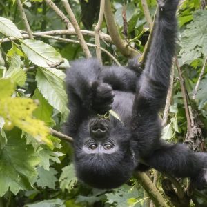 3 days gorilla trek in Volcanoes National Park