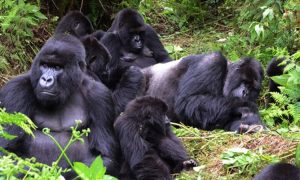 Gorilla families in Uganda