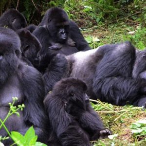 Gorilla families in Uganda