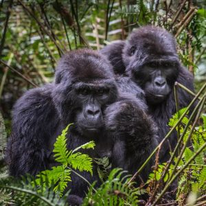 2 Days Uganda gorilla trek from Kigali