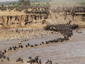 Wildebeest migration