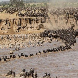 Wildebeest Migration in Kenya