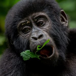 fun facts about bwindi impenetrable national park