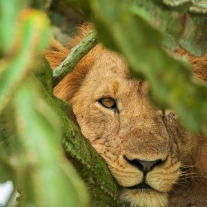 tree climbling lions in queen Elizabeth national park