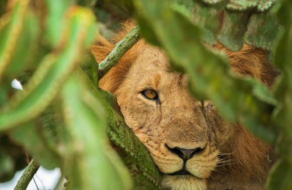 tree climbling lions in queen Elizabeth national park