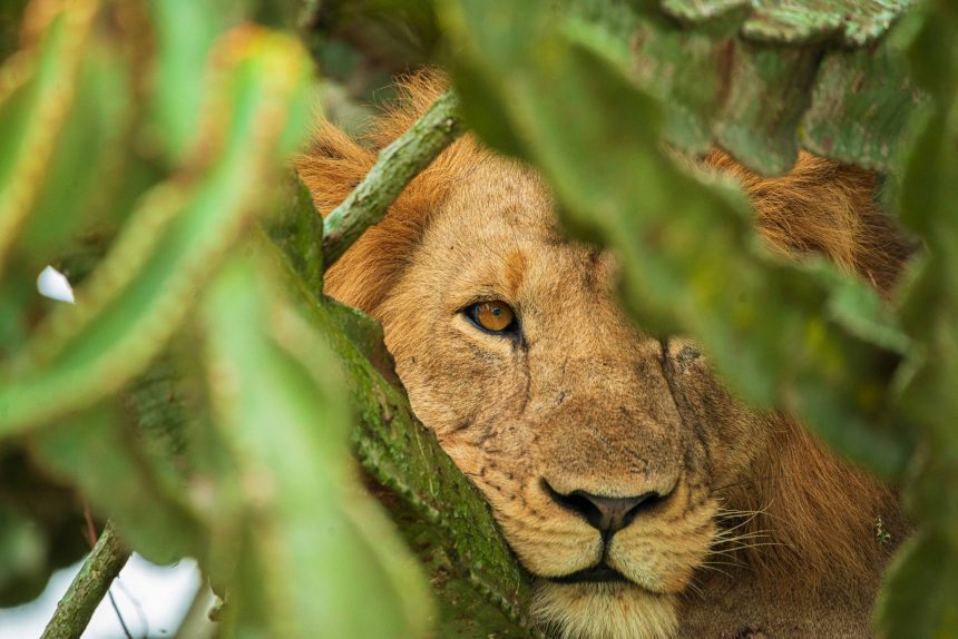 tree climbling lions in queen Elizabeth national park