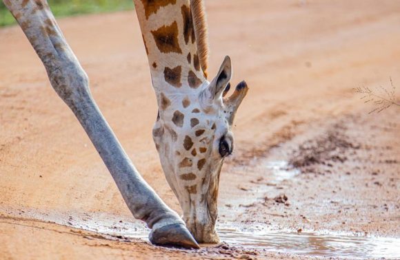 Giraffes in lake mburo national park.