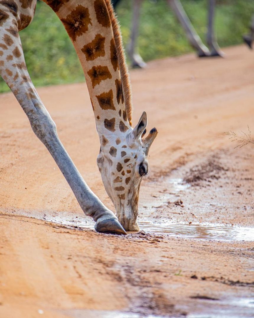 Giraffes in lake mburo national park.