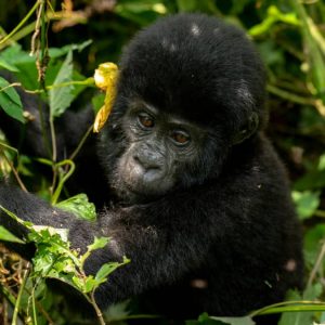 world Gorilla Day.
