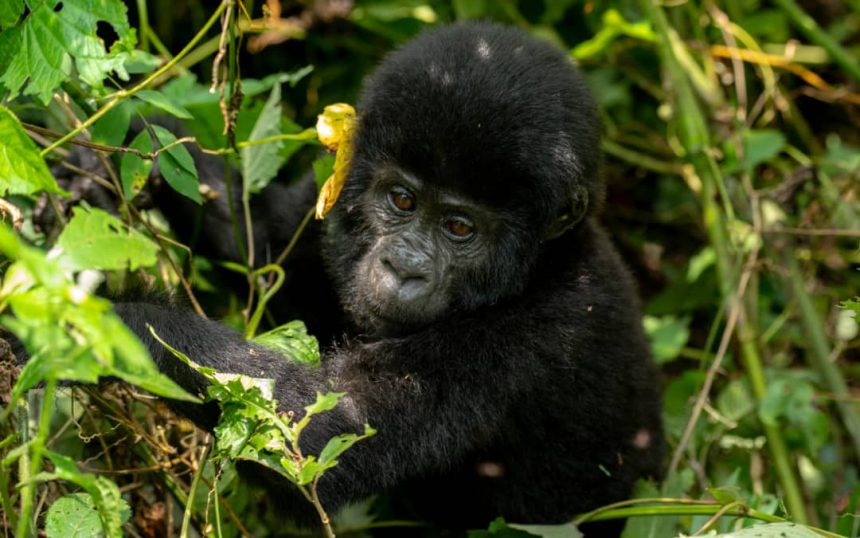 world Gorilla Day. world Gorilla Day.